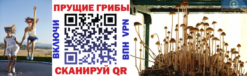 Псилоцибиновые грибы Psilocybe  Богданович 